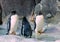 Group of Gentoo penguins on the rock. Cute animals close-up.