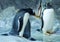 Group of Gentoo penguins on the rock. Cute animals close-up.