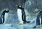 Group of Gentoo penguins on the rock. Cute animals close-up.