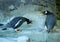 Group of Gentoo penguins on the rock. Cute animals close-up.