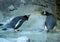 Group of Gentoo penguins on the rock. Cute animals close-up.