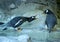 Group of Gentoo penguins on the rock. Cute animals close-up.