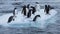 Group of Gentoo Penguins on a Small Block of Ice