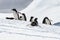 Group of Gentoo penguins on snow, Antarctic peninsula.