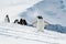 Group of Gentoo penguins on snow, Antarctic peninsula.