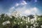 Group of giant daisies against a blue sky with clouds and mountains in the background