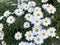 Group of giant daisies, floral texture with daisies, spring floral background