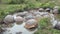 Group of giant Galapagos turtles in muddy water and grass on Santa Cruz Island.