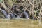 Group of giant river otter, Pteronura brasiliensis, feasting on fish in the Cuiaba River, Pantanal, Brazil