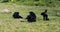 A Group of Gibbons Eat and Hang Out On The Ground