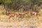 A group of giraffe gazelles in the thickets of Meru. Kenya, Africa