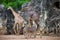 Group of giraffe (Giraffa camelopardalis) and Plains Zebras (Equus quagga)
