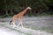 Group giraffe in National park of Kenya, Africa