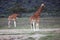 Group giraffe in National park of Kenya, Africa