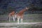 Group giraffe in National park of Kenya, Africa