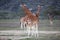 Group giraffe in National park of Kenya, Africa