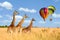 Group giraffe in National park of Kenya with air balloon