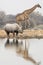 Group of giraffe and rhinoceros at waterhole in the late afternoon
