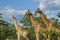 Group of giraffes in the bush in Kruger Park, South Africa