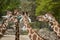 Group of giraffes eating vegetation from feeding box