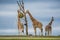 A group of Giraffes feeds on the summit of a hill