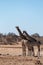 A group of Giraffes gathering near a waterhole in Etosha National Park.