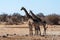 A group of Giraffes gathering near a waterhole in Etosha National Park.