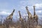 group of Giraffes in Kruger National park, in the road, South Africa