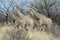 Group of Giraffes in Namibia