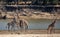 Group of giraffes near river over the sand