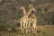Group of giraffes at Pilanesberg National Park