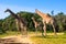 Group of giraffes on a safari.