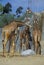 Group of Giraffes, San Diego Zoo, CA, Masai Giraffe, Giraffa Camelolpardalis