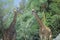 Group of Giraffes, San Diego Zoo, CA, Masai Giraffe, Giraffa Camelolpardalis