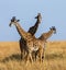 Group of giraffes in the savanna. Kenya. Tanzania. East Africa.