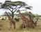 Group of giraffes in the savanna. Kenya. Tanzania. East Africa.