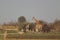 Group of giraffes standing during morning bush walk in Okavango Delta in Botswana in summer on holiday.