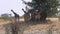 Group of Giraffes under a Tree in Moremi Game Reserve, Botswana