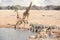 Group of Giraffes, Zebras and Springboks in Namibia - Etosha National Park