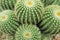 Group of globular cactus background