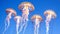 Group of glowing jellyfish floating against a blue sky. Artistic jellyfish depiction. Concept of surreal nature, sky