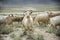 Group of goat field, Padum, Zanskar vally