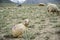 Group of goat field, Padum, Zanskar vally