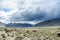 Group of goat field, Padum, Zanskar vally