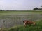 a group of goats eating grass on the side of the road and rice fields