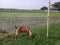 a group of goats eating grass on the side of the road and rice fields