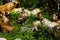 Group of goats graze among the green of wild fennel