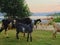 Group of goats heading back to their shed in the evening in the Romanian countryside, side view