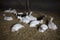 Group of goats lies in stable on straw