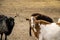 Group of goats looking to the camera.